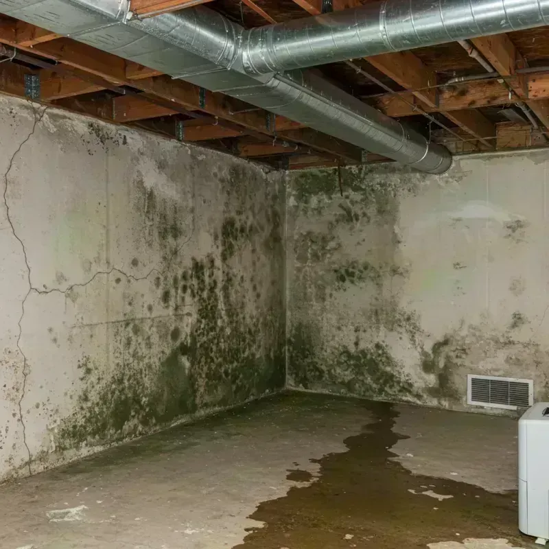 Professional Mold Removal in Lake Ozark, MO